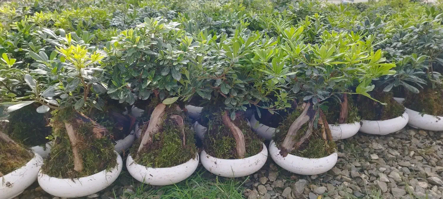 پیتسپروم بنسای عمده (میخک هندی)|گل و گیاه طبیعی|عباسآباد, |دیوار