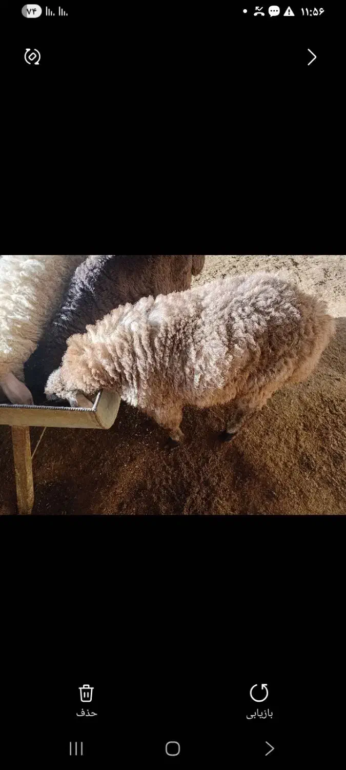 بره ماده|حیوانات مزرعه|شیروان (خراسان), |دیوار