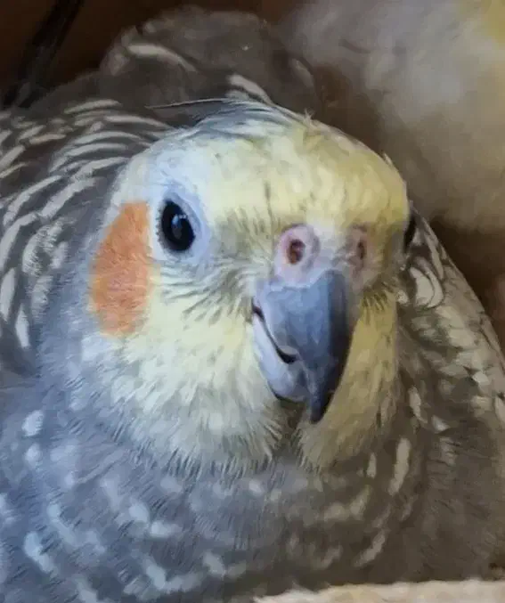 گمشده|حیوانات|نوشهر, |دیوار