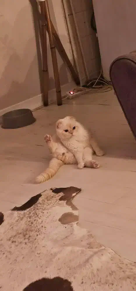 اسکاتیش چشم آبی|گربه|رامسر, |دیوار