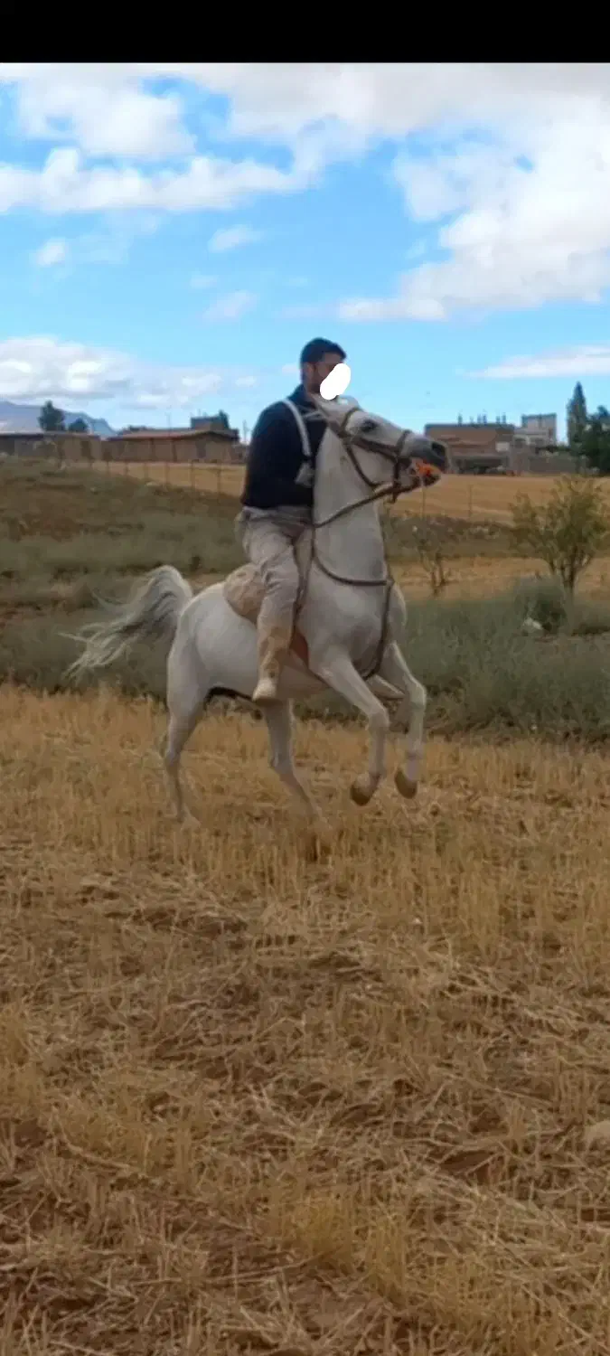 اسب مادیان|اسب و تجهیزات اسب‌سواری|قیدار, |دیوار