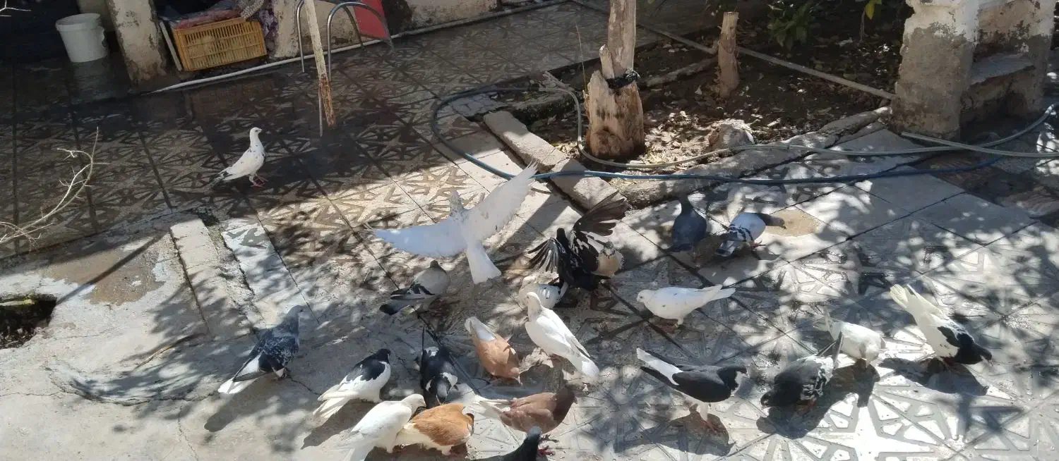 کبوتررنگی|پرنده|فسا, |دیوار