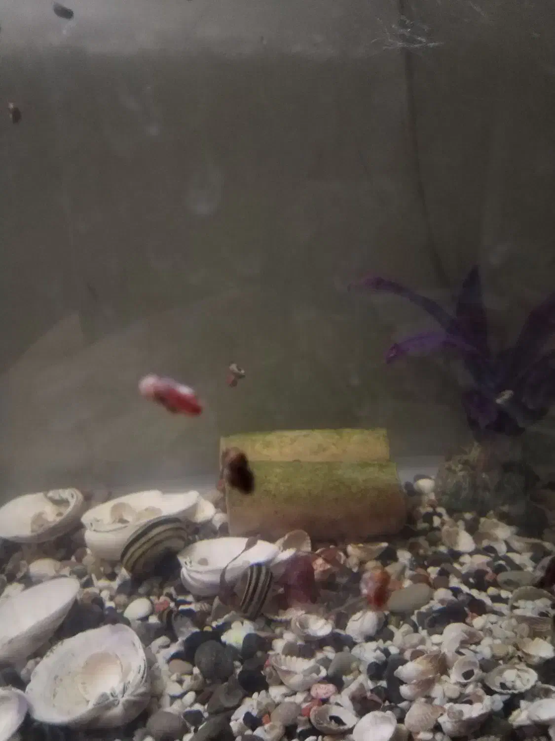 100عدد حلزون رامشور|ماهی|ری, علایین|دیوار