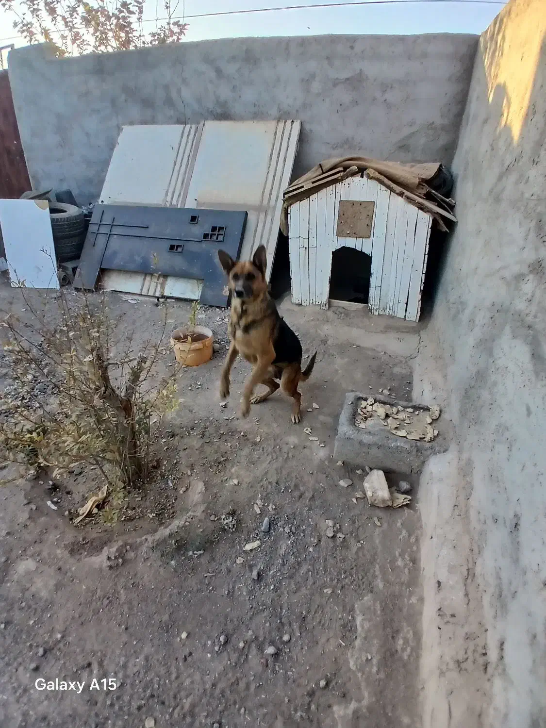 ماده ژرمن اماده جفت گیری|سگ|سیرجان, |دیوار