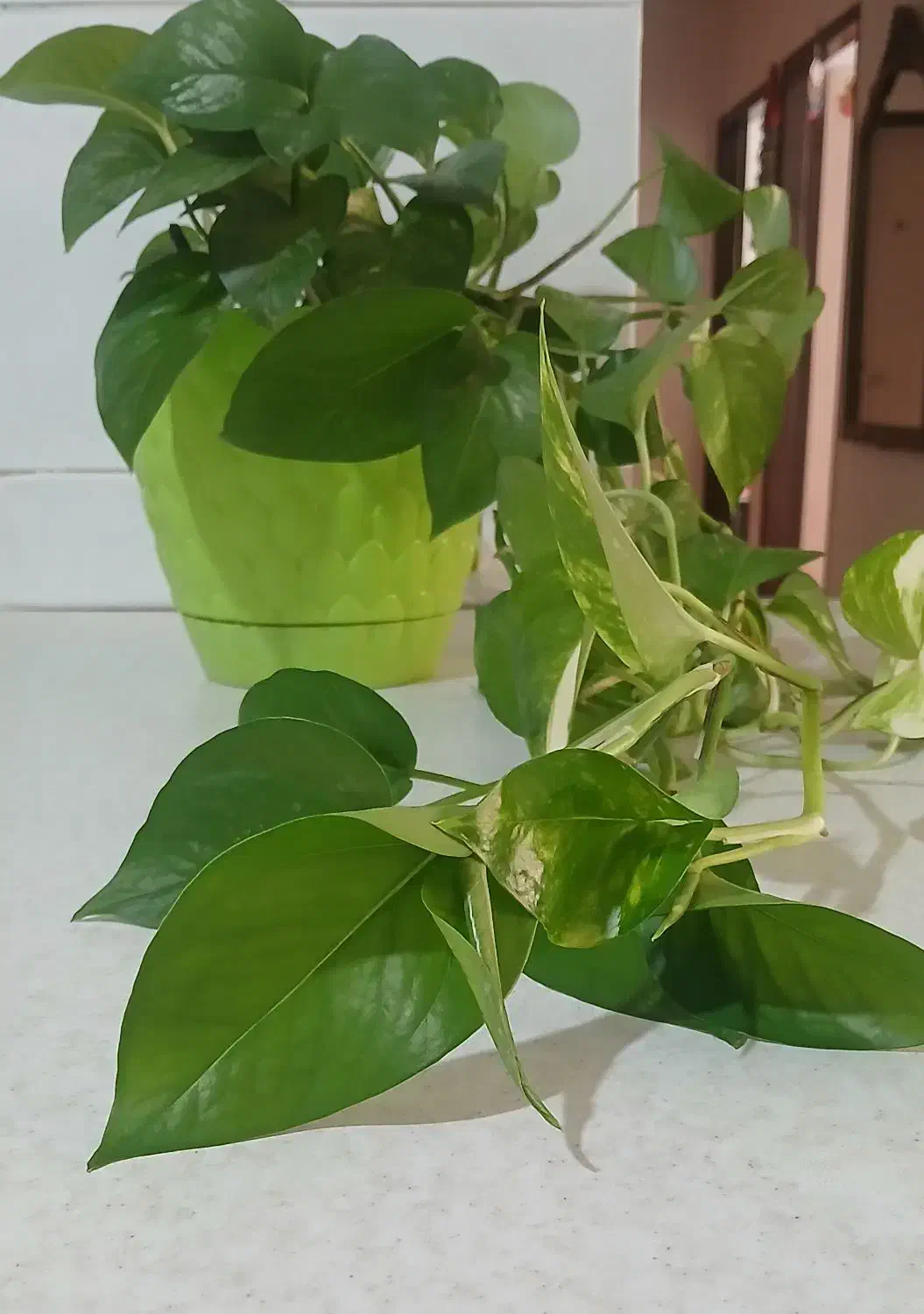 گل پتوس ۴۰۰هزارباگلدان|گل و گیاه طبیعی|پیشوا, |دیوار