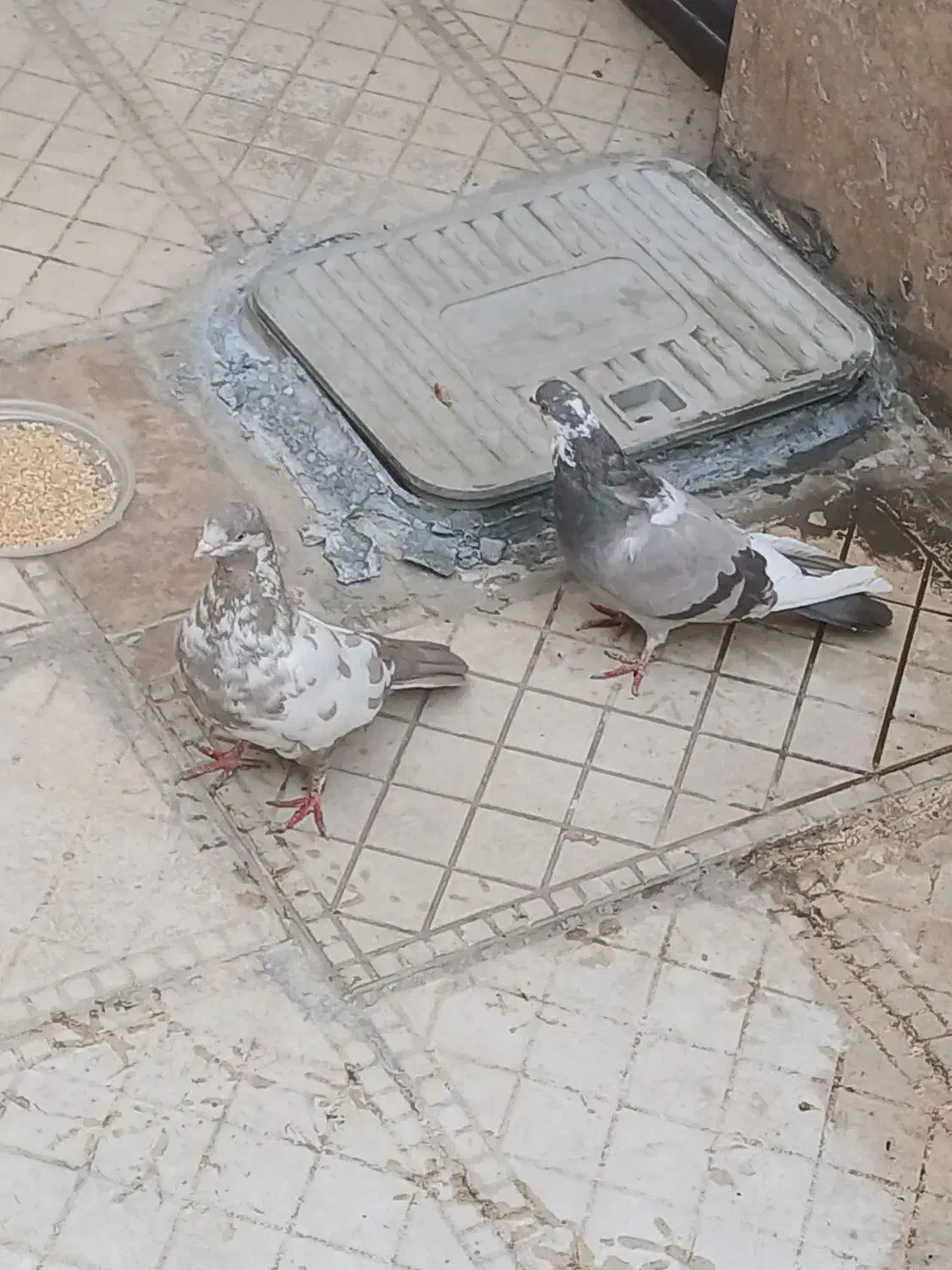 معاوضه با کفتر جفت|پرنده|ملایر, |دیوار