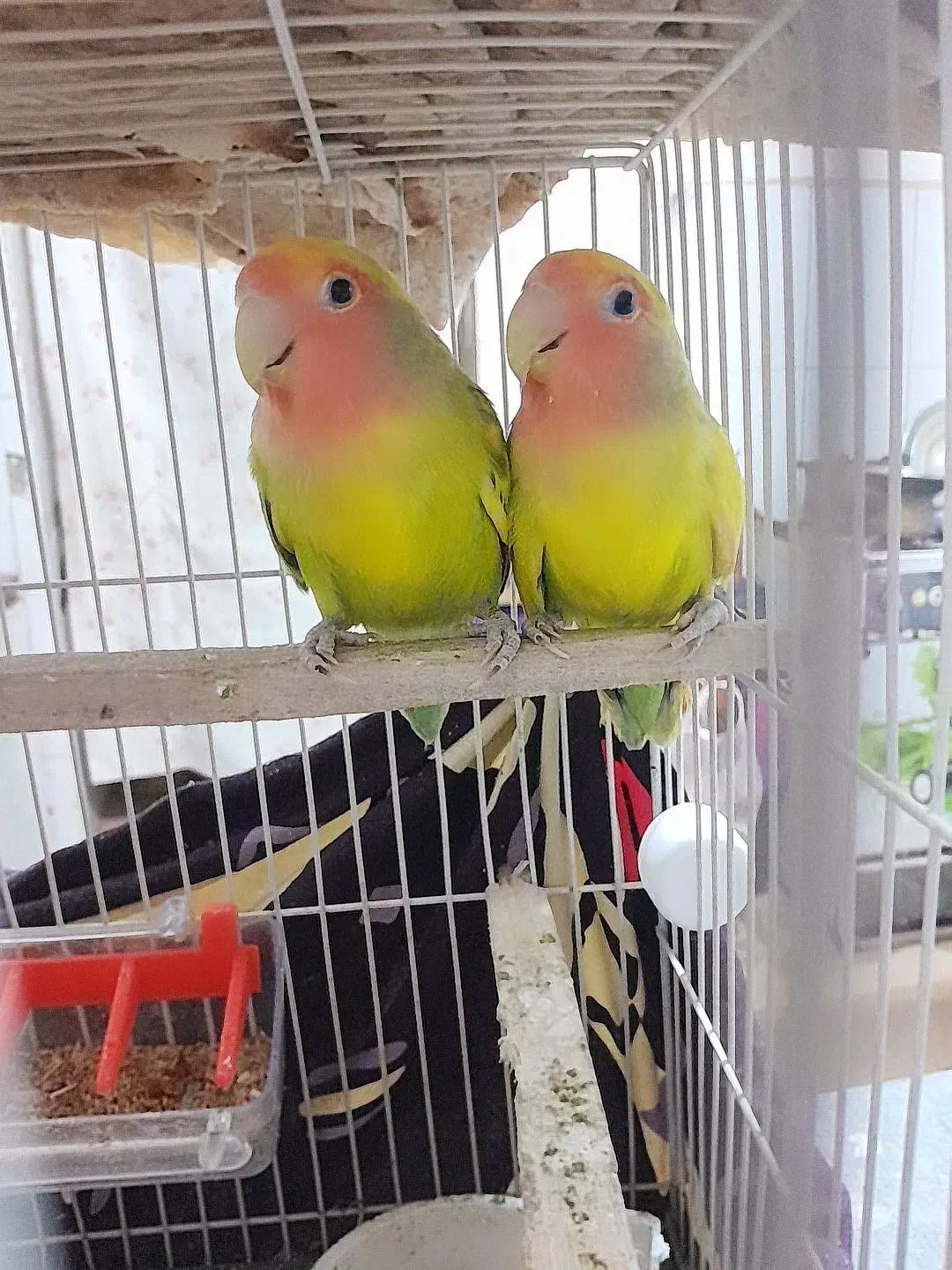 باسلام پرنده خانگی|پرنده|سلامی, |دیوار