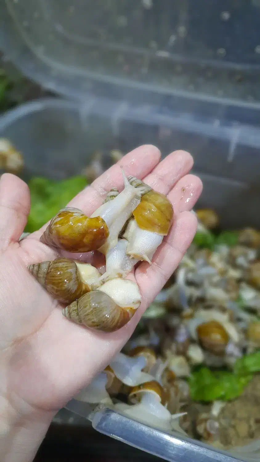 حلزون های پرورشی کلاژن ساز|خزنده|ممقان, |دیوار