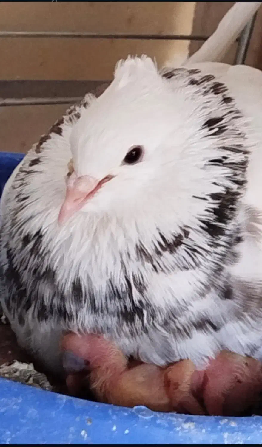 کبوتر زرین خال طلایی|پرنده|فلارد, |دیوار