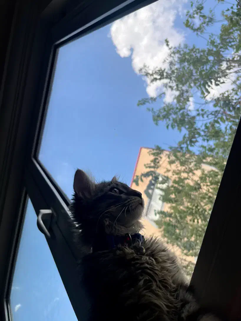 گربه گمشده مژدگانی ۲میلیون تومان|حیوانات|تبریز, |دیوار