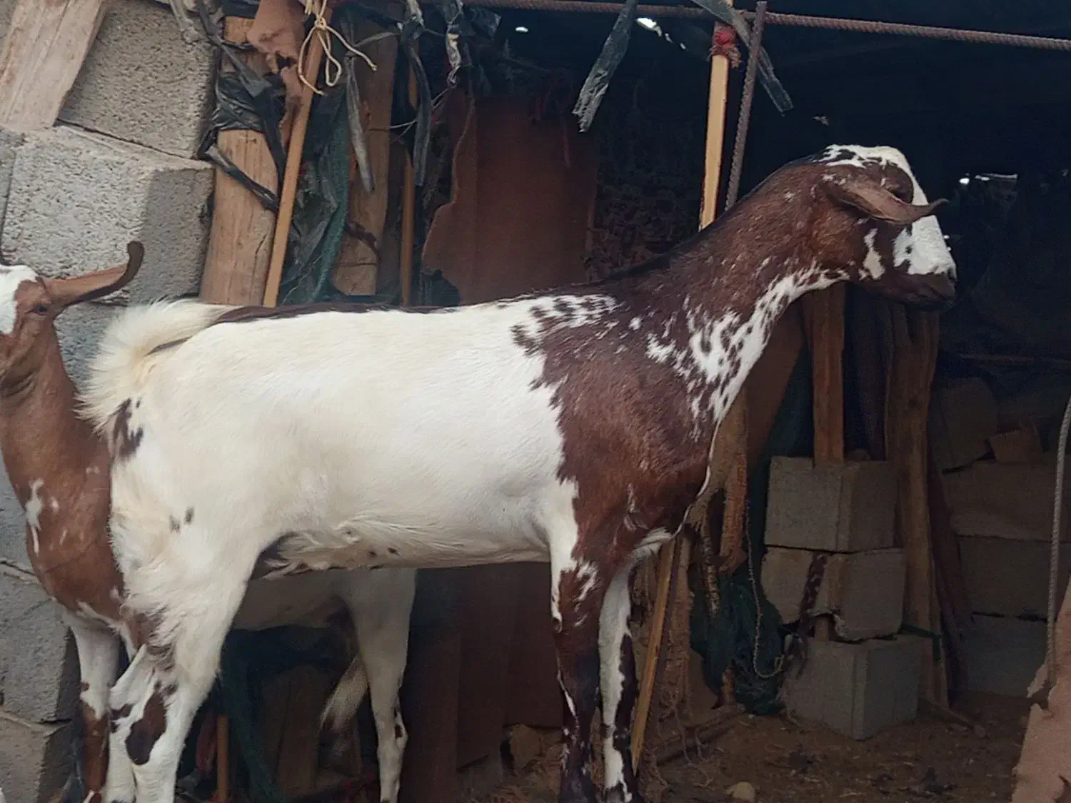 بز نزار وکرنر|حیوانات مزرعه|فین, |دیوار