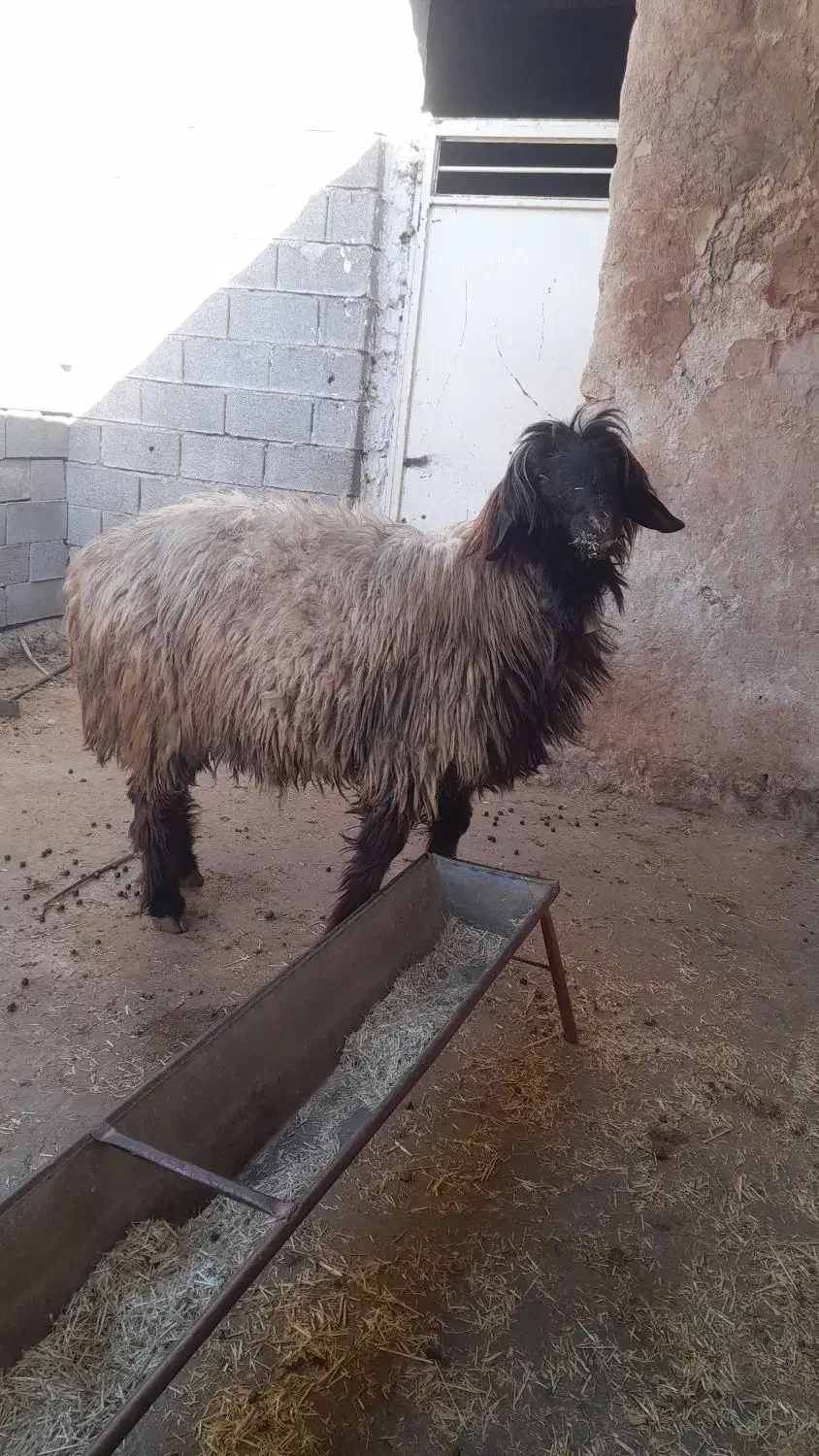 قوچ|حیوانات مزرعه|ایذه, |دیوار