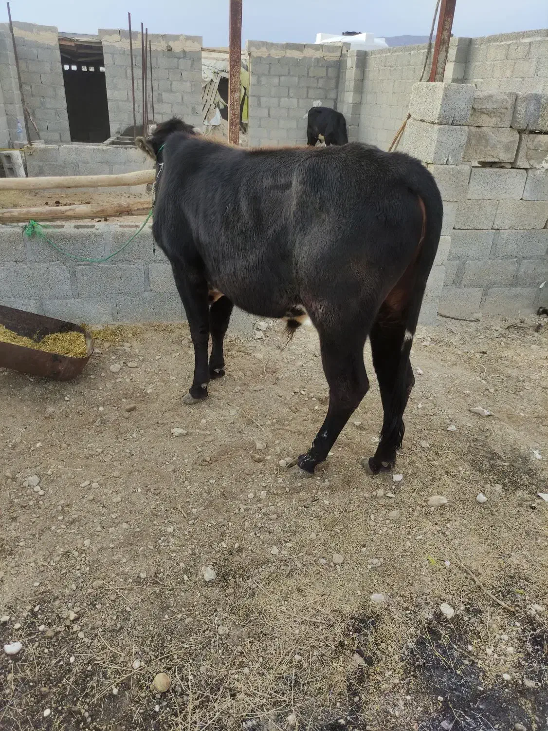 گوساله نر|حیوانات مزرعه|جناح, |دیوار