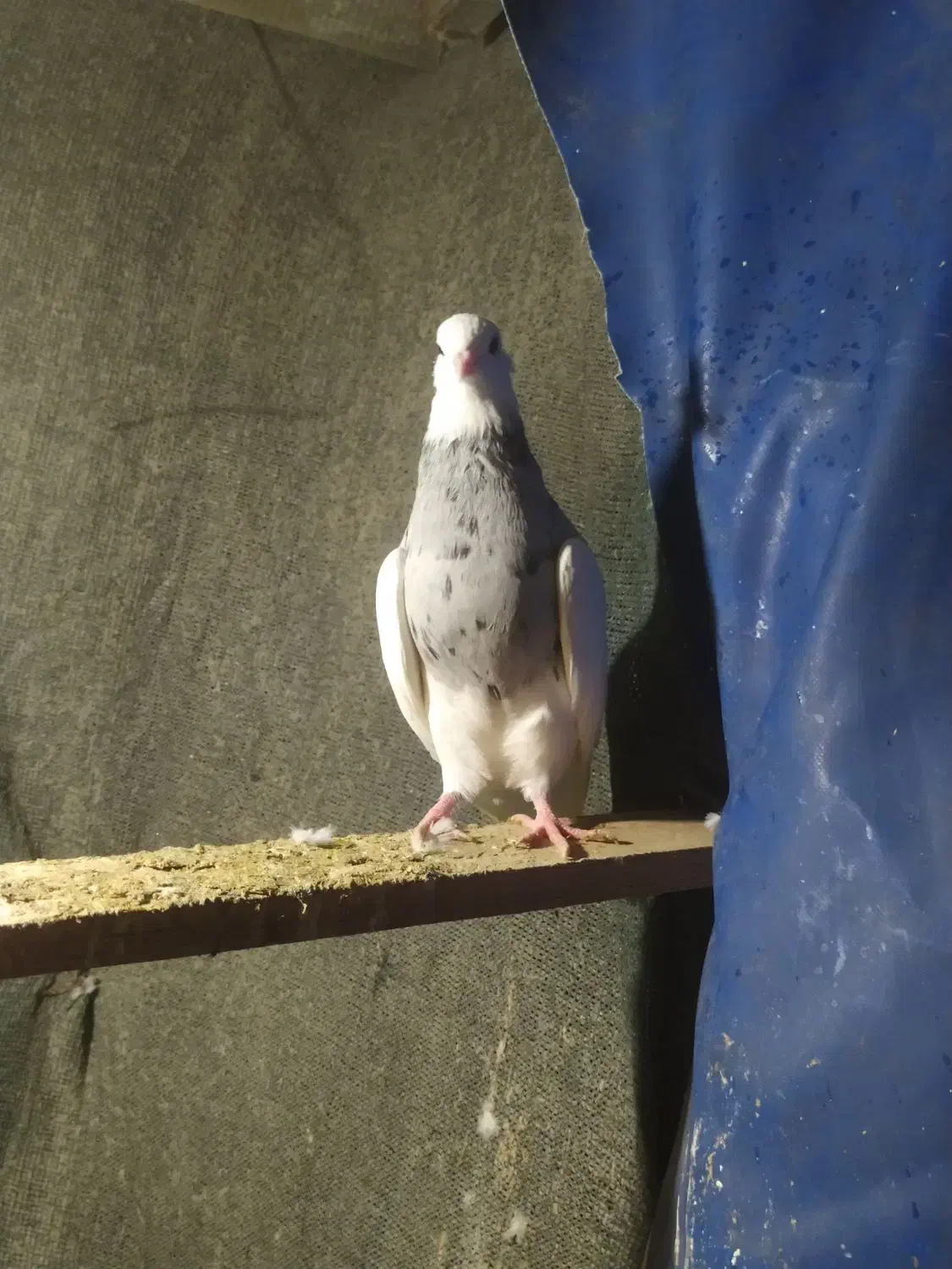 طوقی الماسی نر درشت|پرنده|قائمشهر, |دیوار