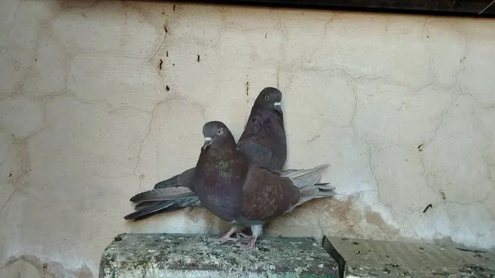 کبوتر جفت تهرانی سرخ|پرنده|خاش, |دیوار