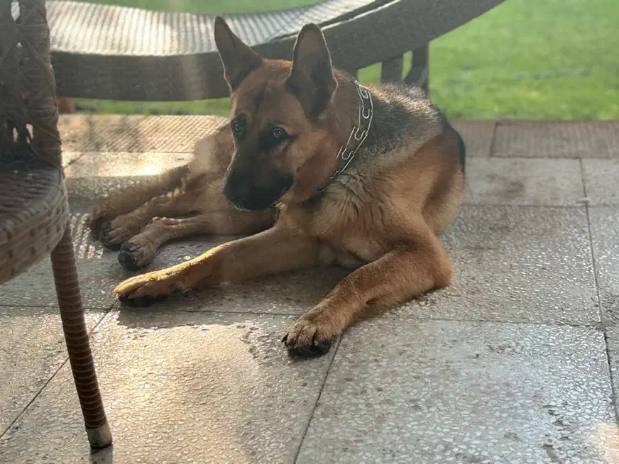 گمشده|حیوانات|ارومیه, |دیوار