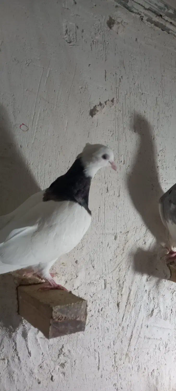 کفتر طوقی|پرنده|لالی, |دیوار