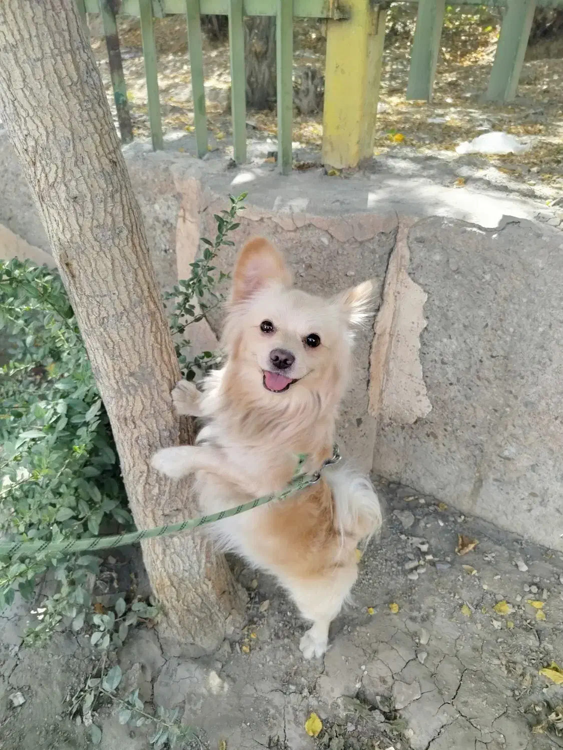 سک پامراین|سگ|تهران, جلیلی|دیوار