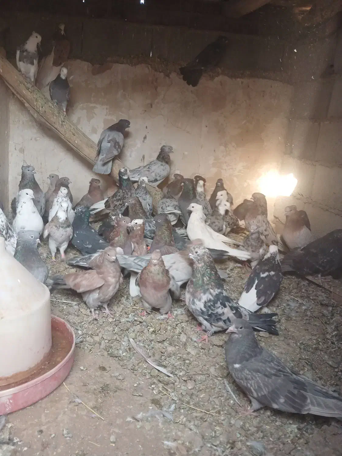 فروش کبوتر سرور|پرنده|شاهین دژ, |دیوار