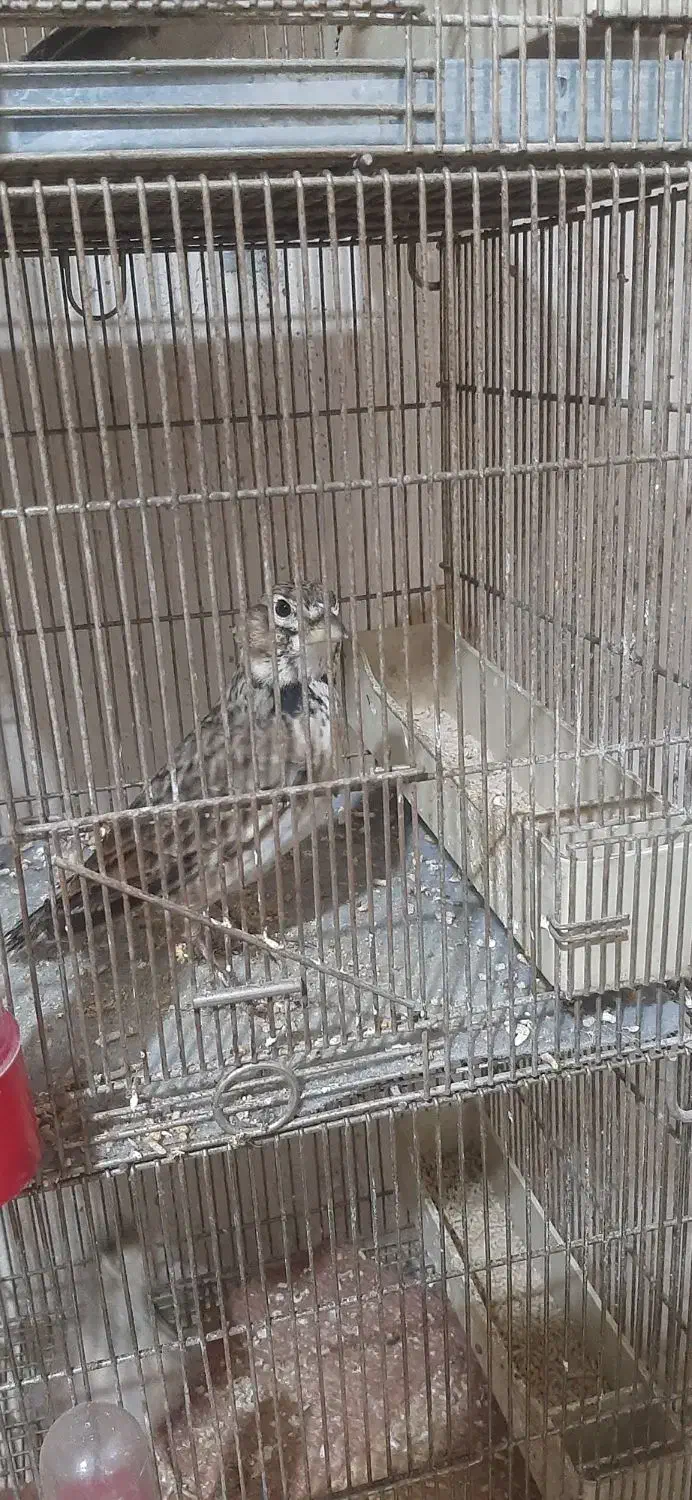 سهره خاکی|پرنده|میاندوآب, |دیوار