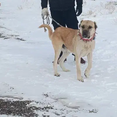 سگ سرابی|سگ|صوفیان, |دیوار