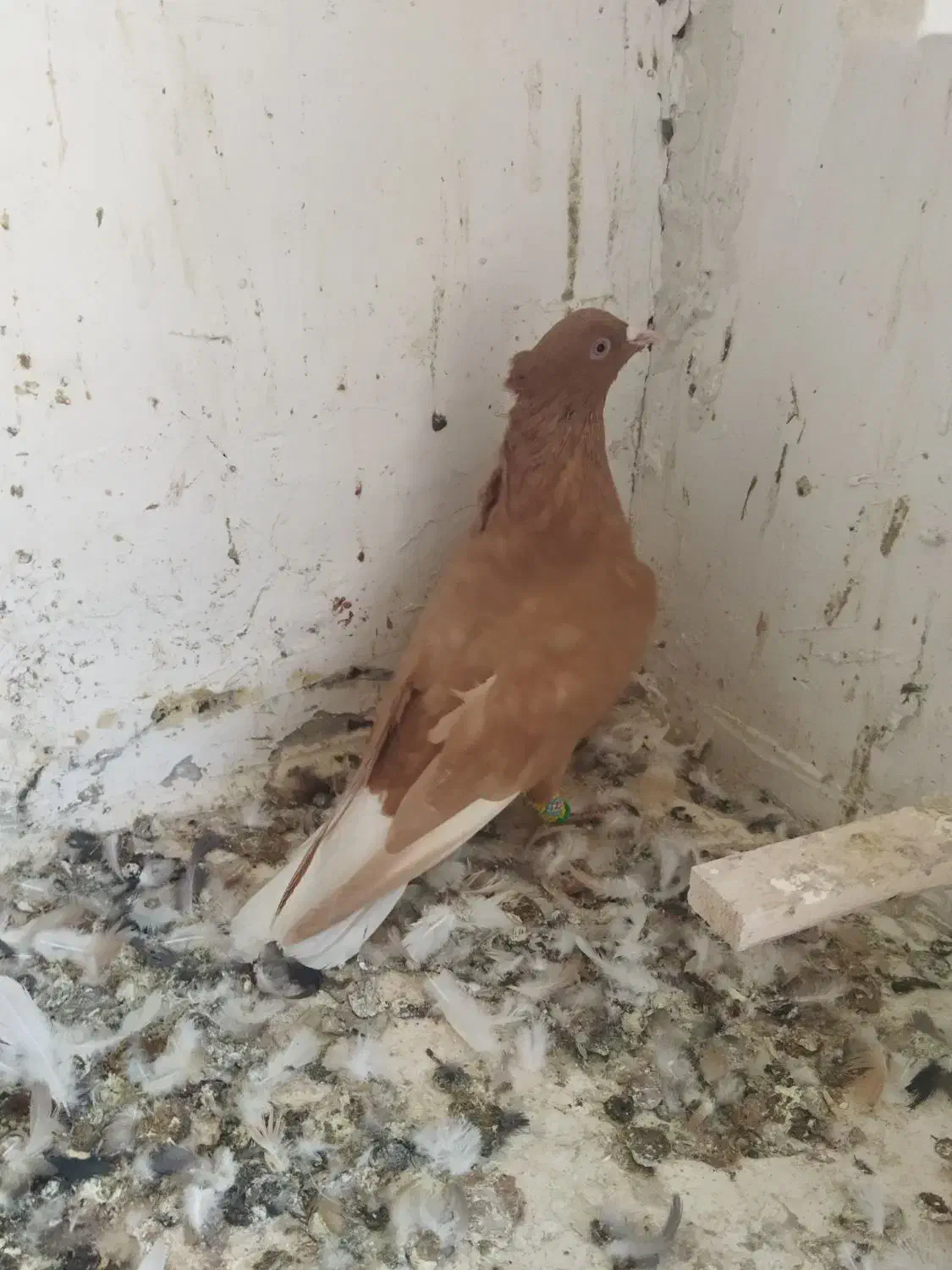 زرد دم سفید نر کاکلی|پرنده|تربتحیدریه, بالا ولایت|دیوار