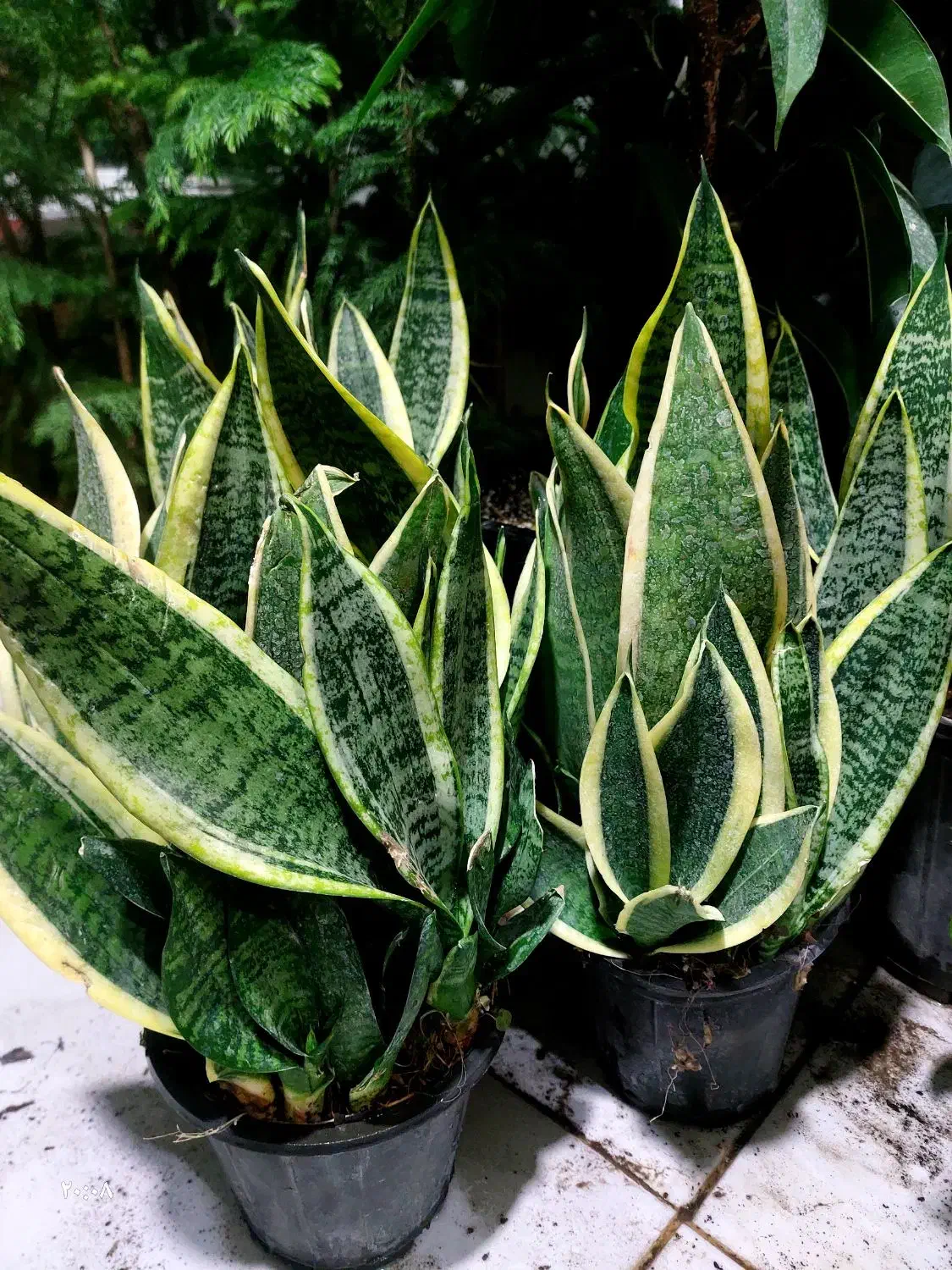 باباادم های ارزان قیمت|گل و گیاه طبیعی|کرمانشاه, |دیوار