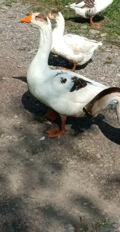 غاز نر|حیوانات مزرعه|سنگر, |دیوار