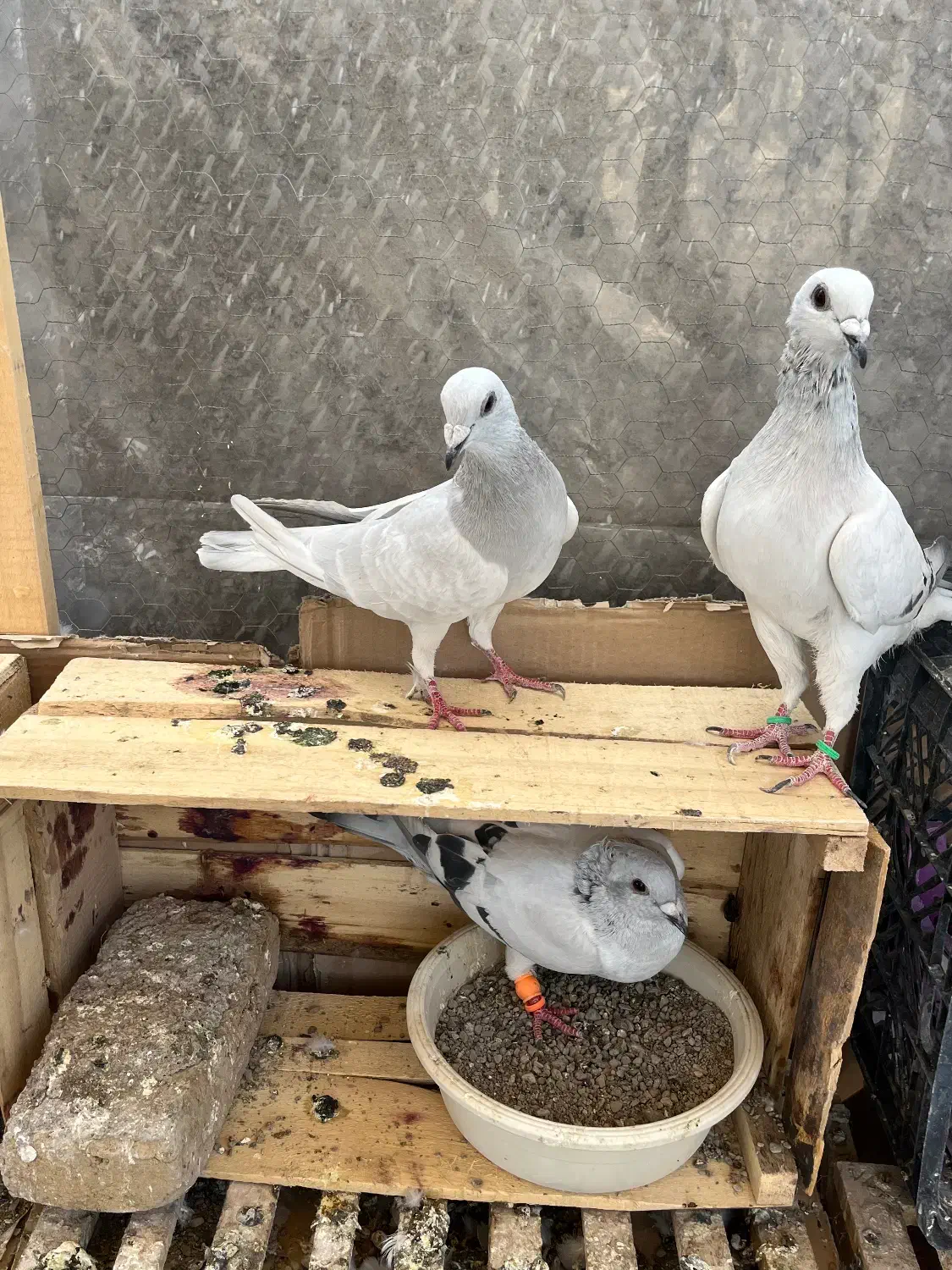 یک جفت کرمونی درجه یک به ضمانت تخم و جوجه|پرنده|تربت‌حیدریه, ۴۵ متری|دیوار