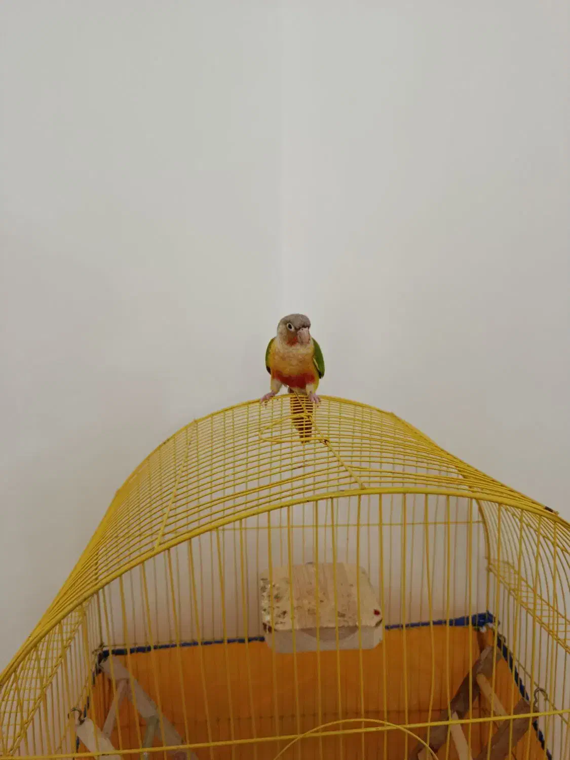 طوطی گرینچیک دستی سخنگو|پرنده|الوند, |دیوار