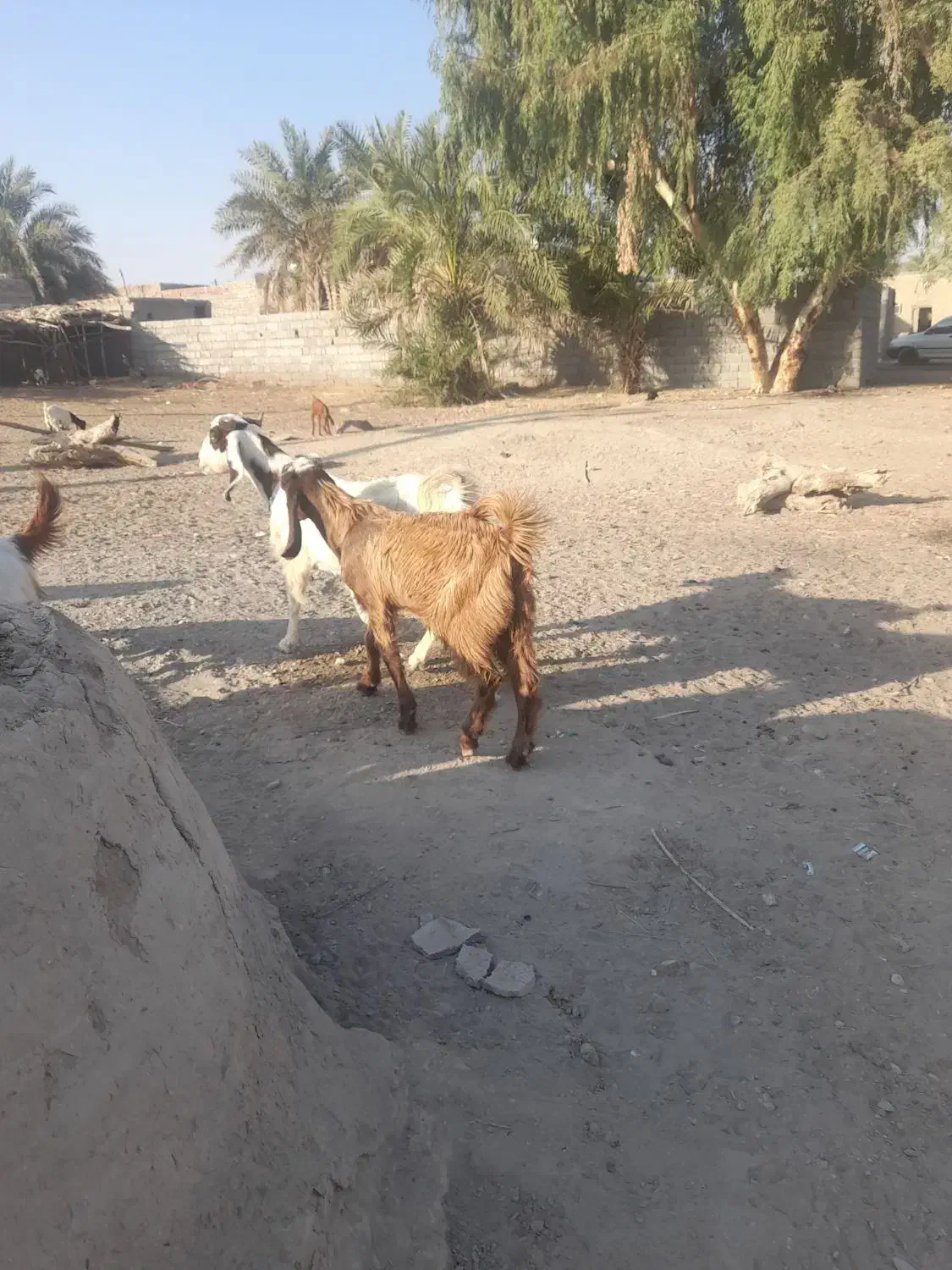 یک بز باتروشت بر آبستن هست|حیوانات مزرعه|بمپور, |دیوار