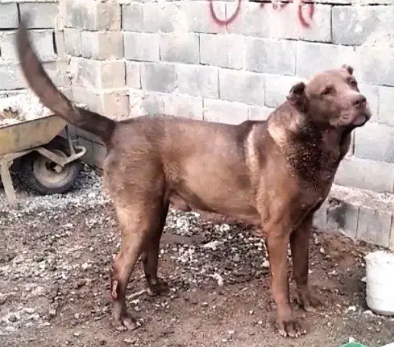 سگ‌سرابی   نگهبان  در حد  یک  یک  یک|سگ|پاکدشت, پاکدشت (مامازند)|دیوار