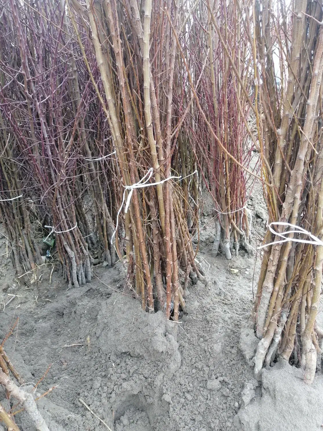 فروش نهال با فاکتور رسمی|گل و گیاه طبیعی|قائمشهر, |دیوار