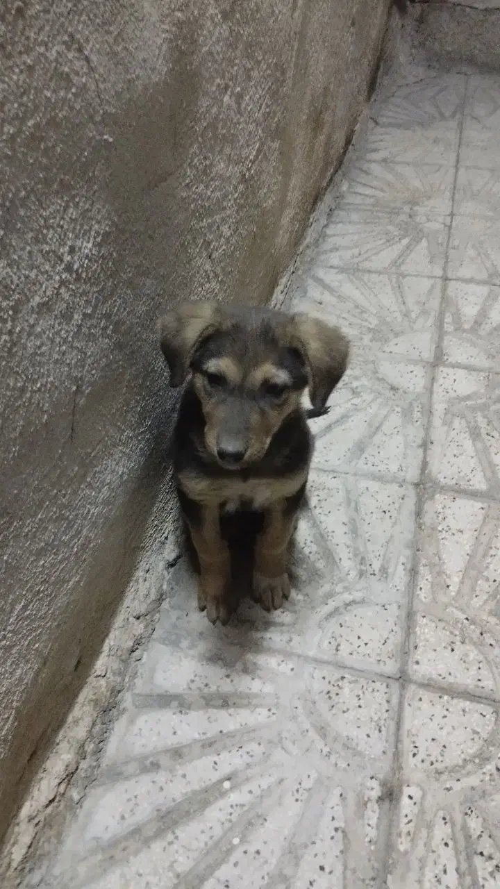 حیوان|سگ|کازرون, |دیوار