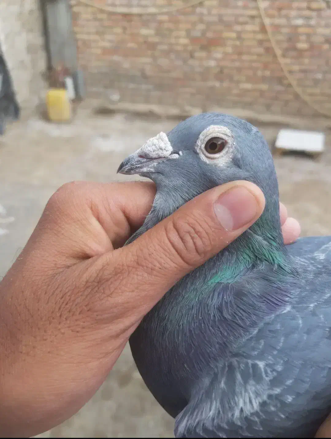 جان اردن|پرنده|نهبندان, |دیوار