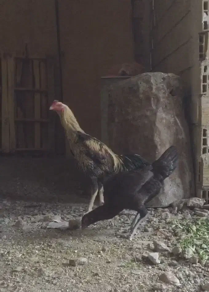 خروس لاری و مرغ|حیوانات مزرعه|الوند, |دیوار