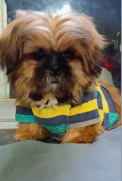 سگ شیتزو عروسکی|سگ|گنبد کاووس, |دیوار