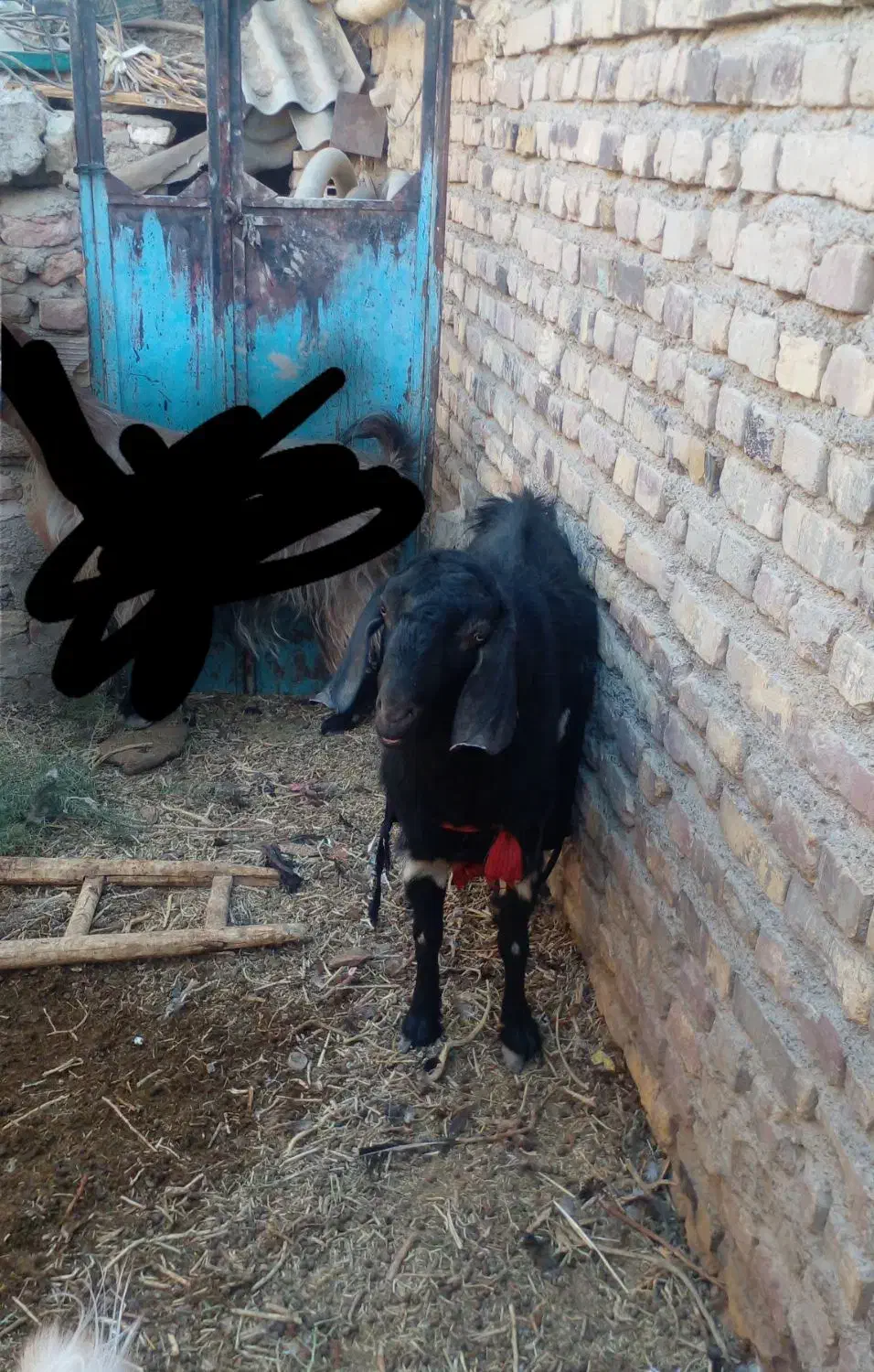 کره نر|حیوانات مزرعه|زابل, |دیوار