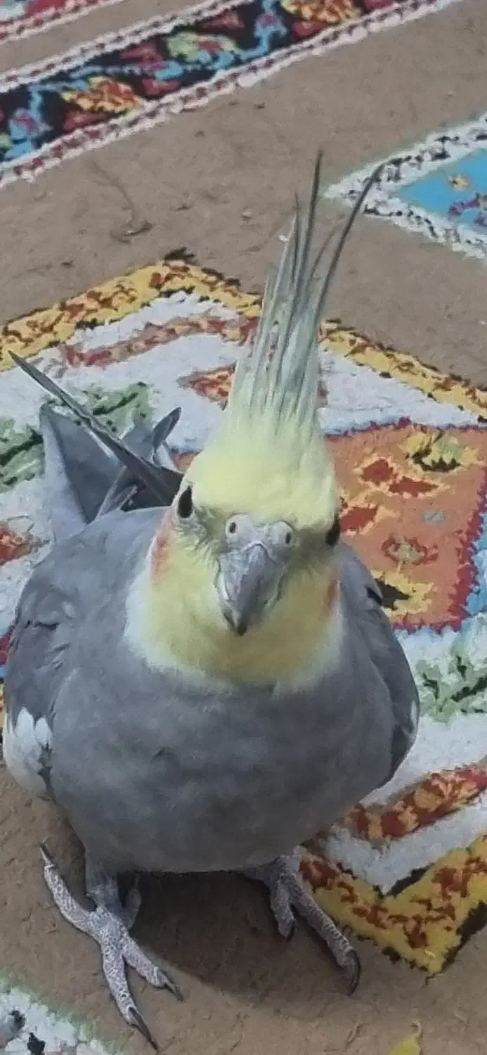 عروس هلندی|پرنده|مشهد, ادیب نیشابوری (شهرک غرب)|دیوار