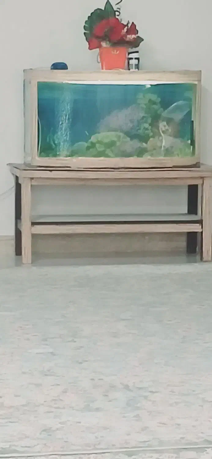 اکواریوم|ماهی|رشت, باهنر|دیوار