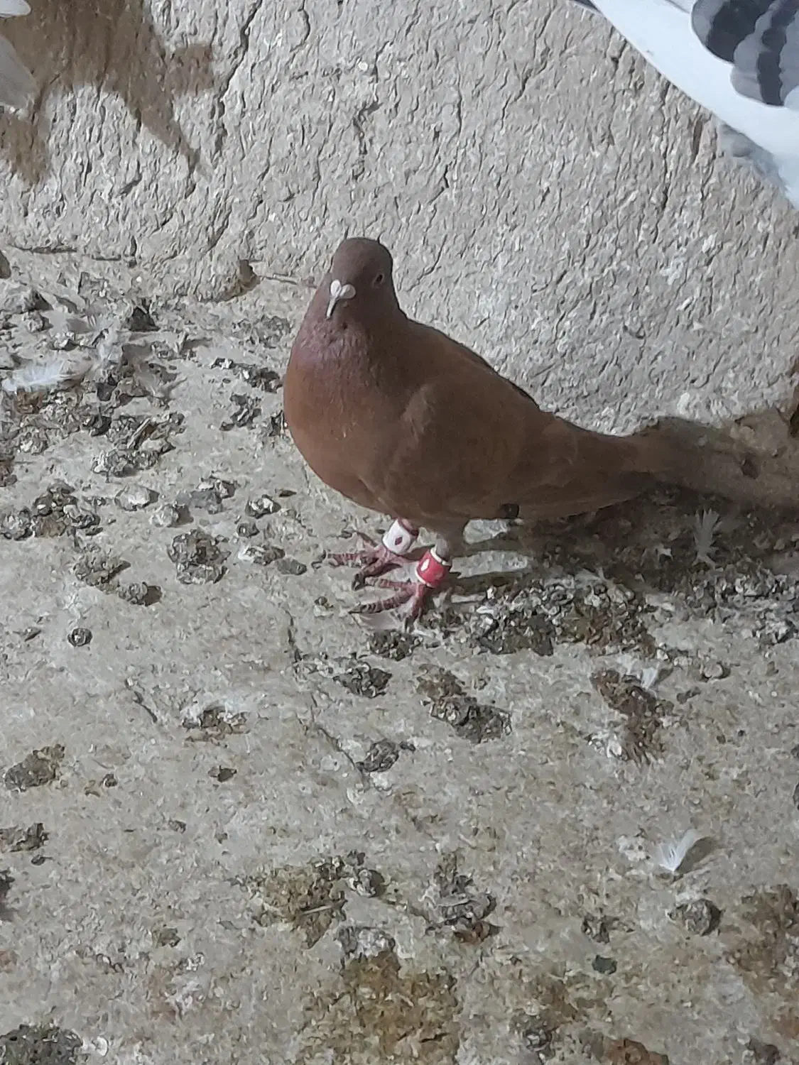 کفتر پرشی نر|پرنده|شیروان (خراسان), |دیوار