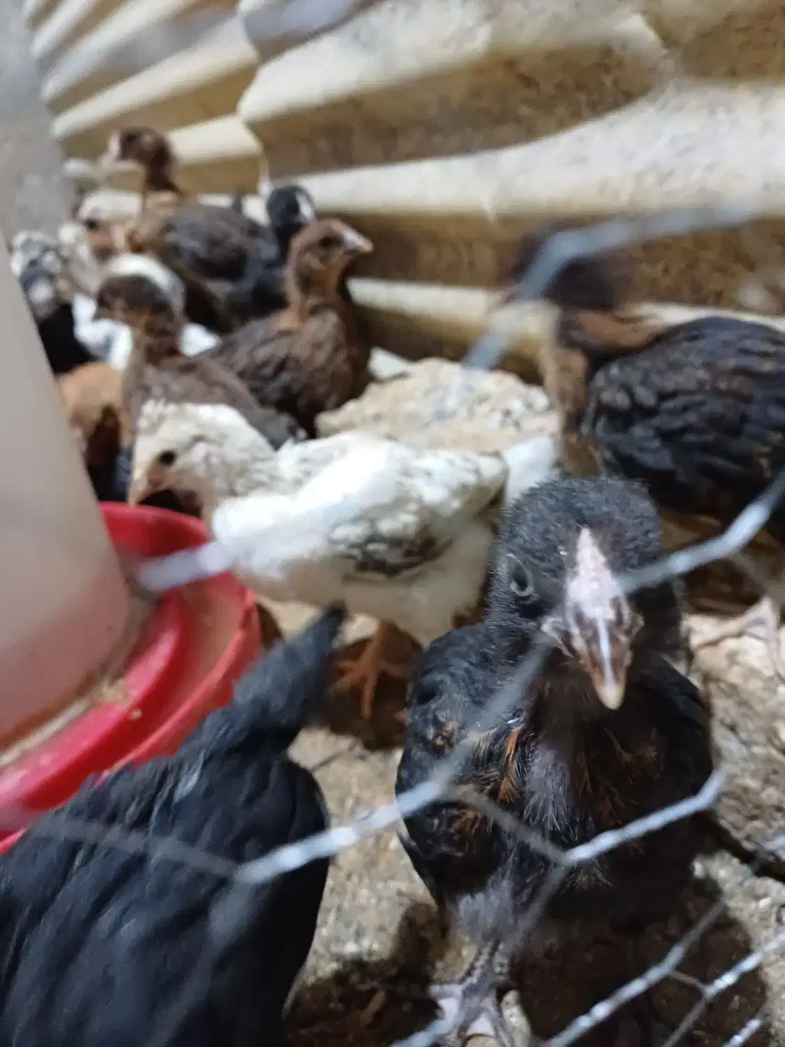 جوجه مرغ خروس بلدرچین|حیوانات مزرعه|کرج, اخترآباد|دیوار