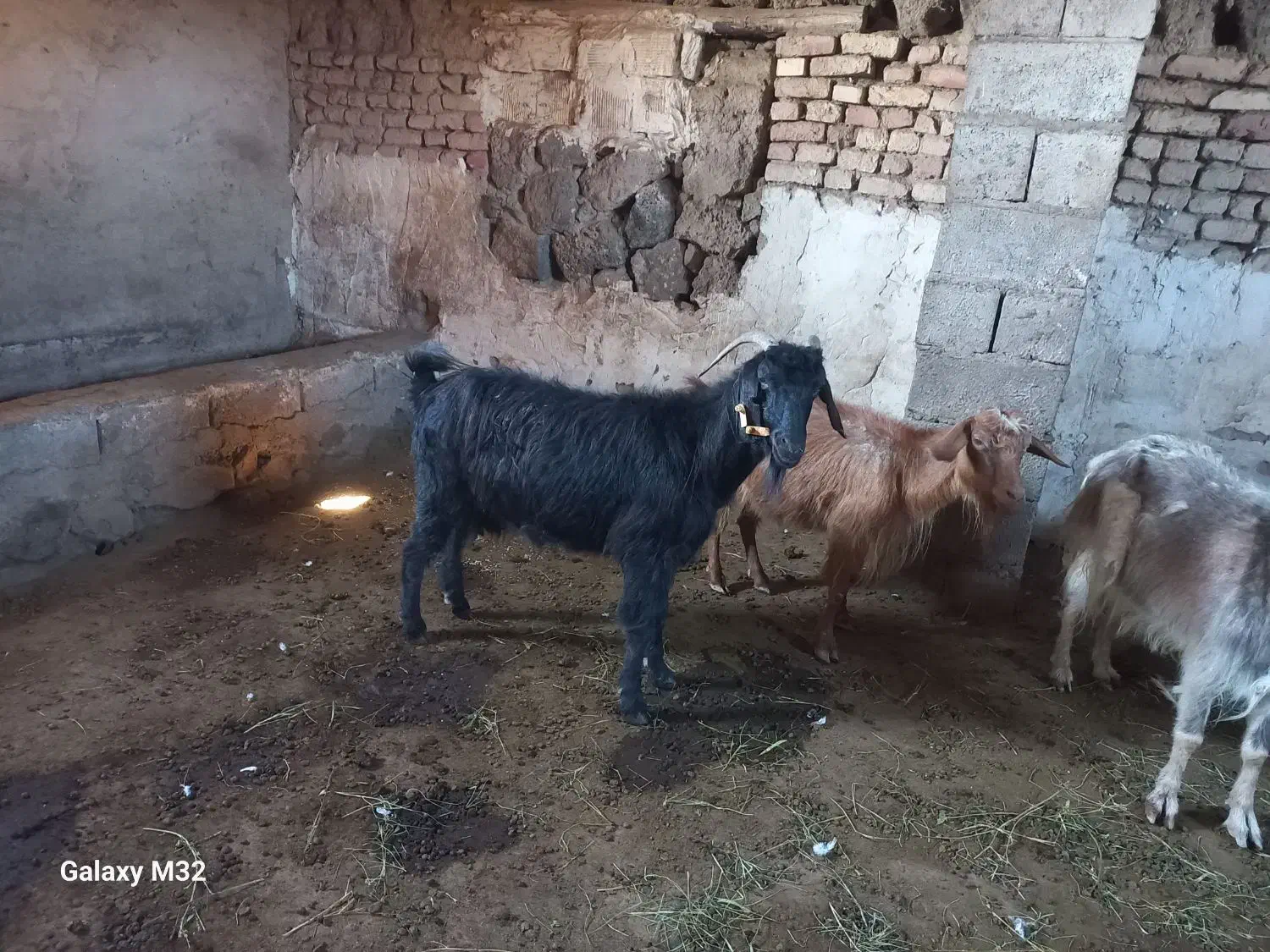 بز پیر|حیوانات مزرعه|شوط, |دیوار