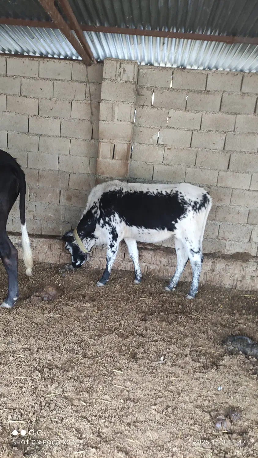 گاو فروشی|حیوانات مزرعه|رامیان, |دیوار