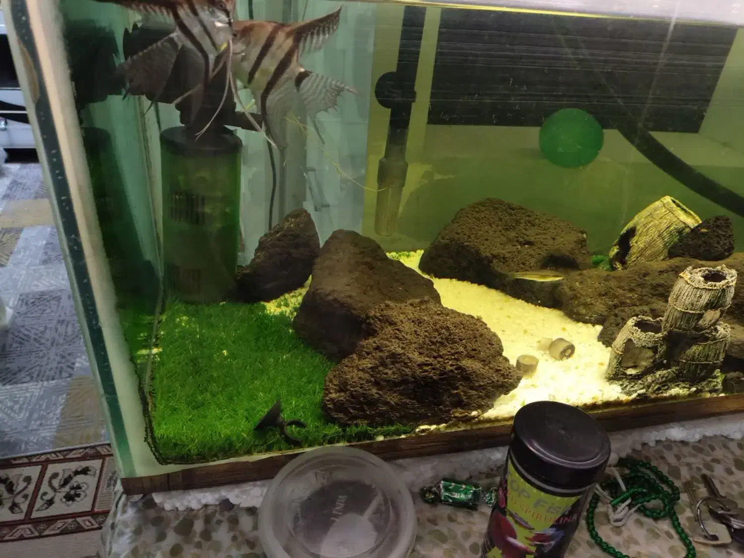 شیشه ی آکواریوم|ماهی|اصفهان, ارغوانیه|دیوار