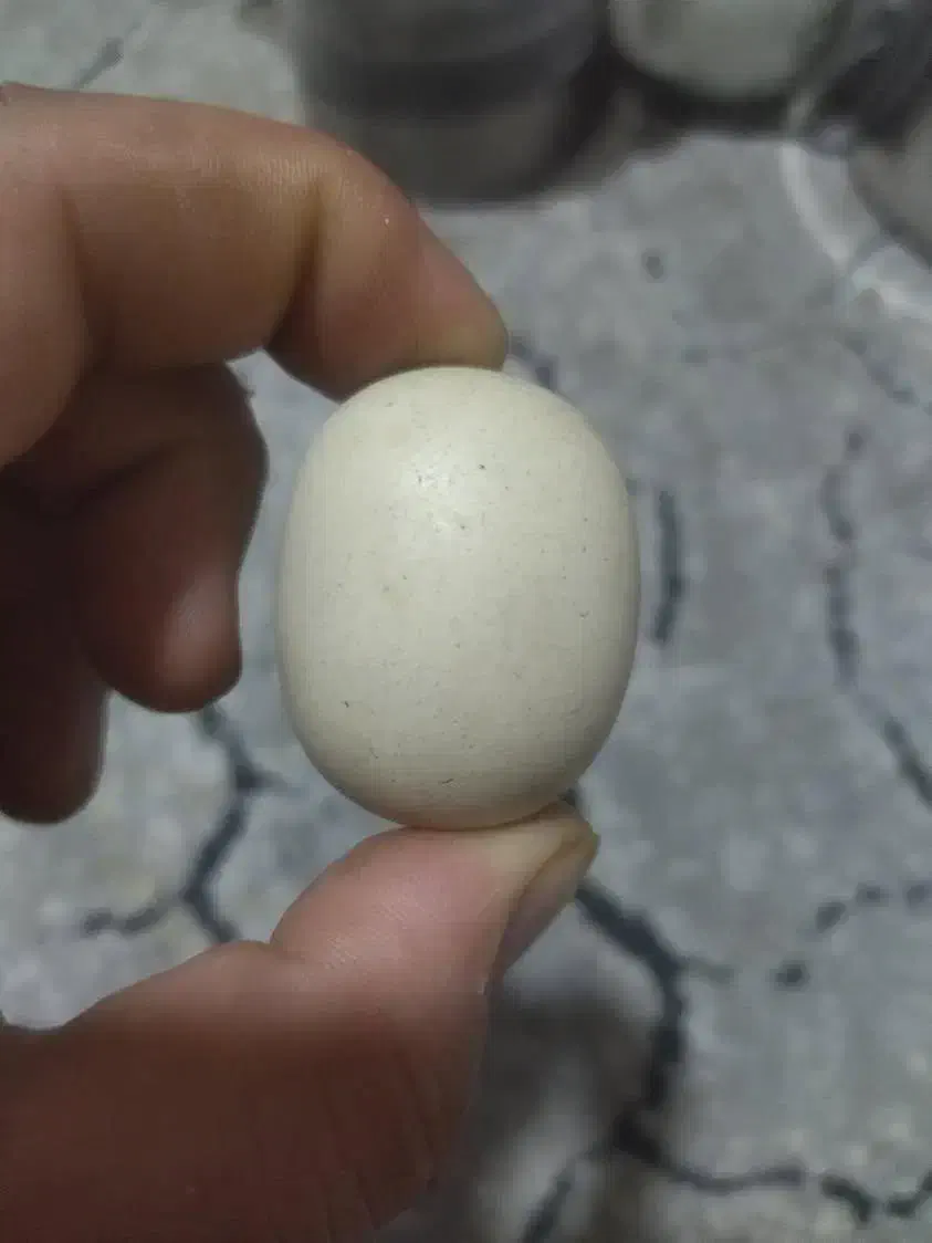 سنگ اسیاب الماس اصلی با تست|کلکسیون اشیاء عتیقه|مشهد, بهمن|دیوار