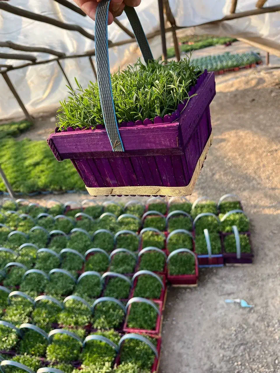 سبزه عید|گل و گیاه طبیعی|پاکدشت, پاکدشت (مامازند)|دیوار