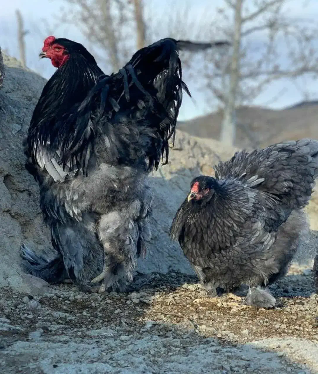 جوجه برهما|حیوانات مزرعه|کرمان, |دیوار