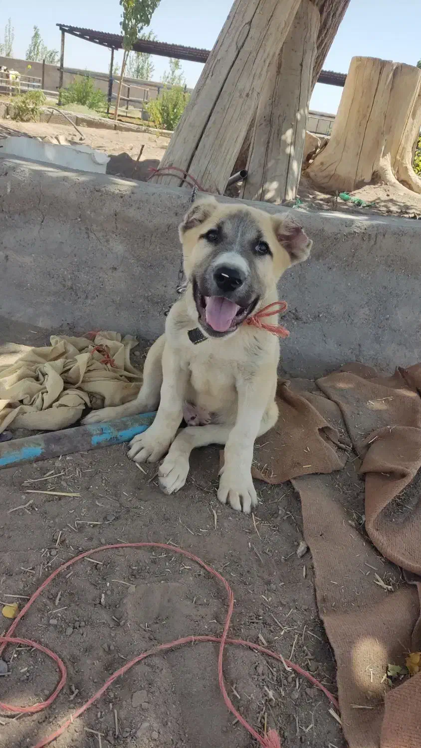 توله خراسانی 6ماه|سگ|رفسنجان, |دیوار