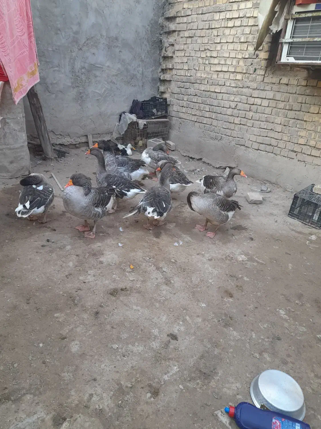 ۹عدد غاز سالم وتخم گذار|حیوانات مزرعه|سوسنگرد, |دیوار